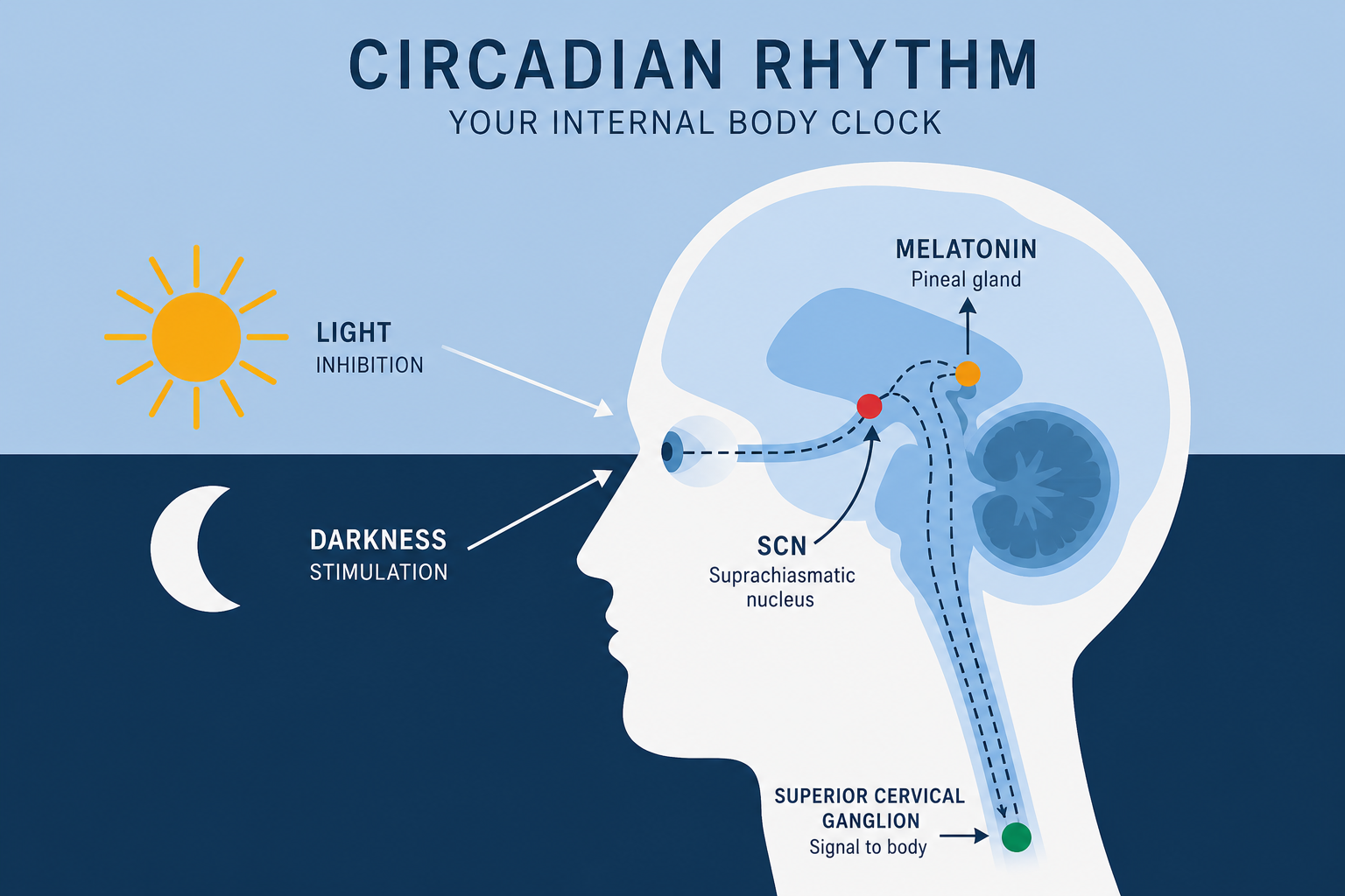 Circadian rhythm diagram showing light inhibition, darkness stimulation, and melatonin pathways in the brain