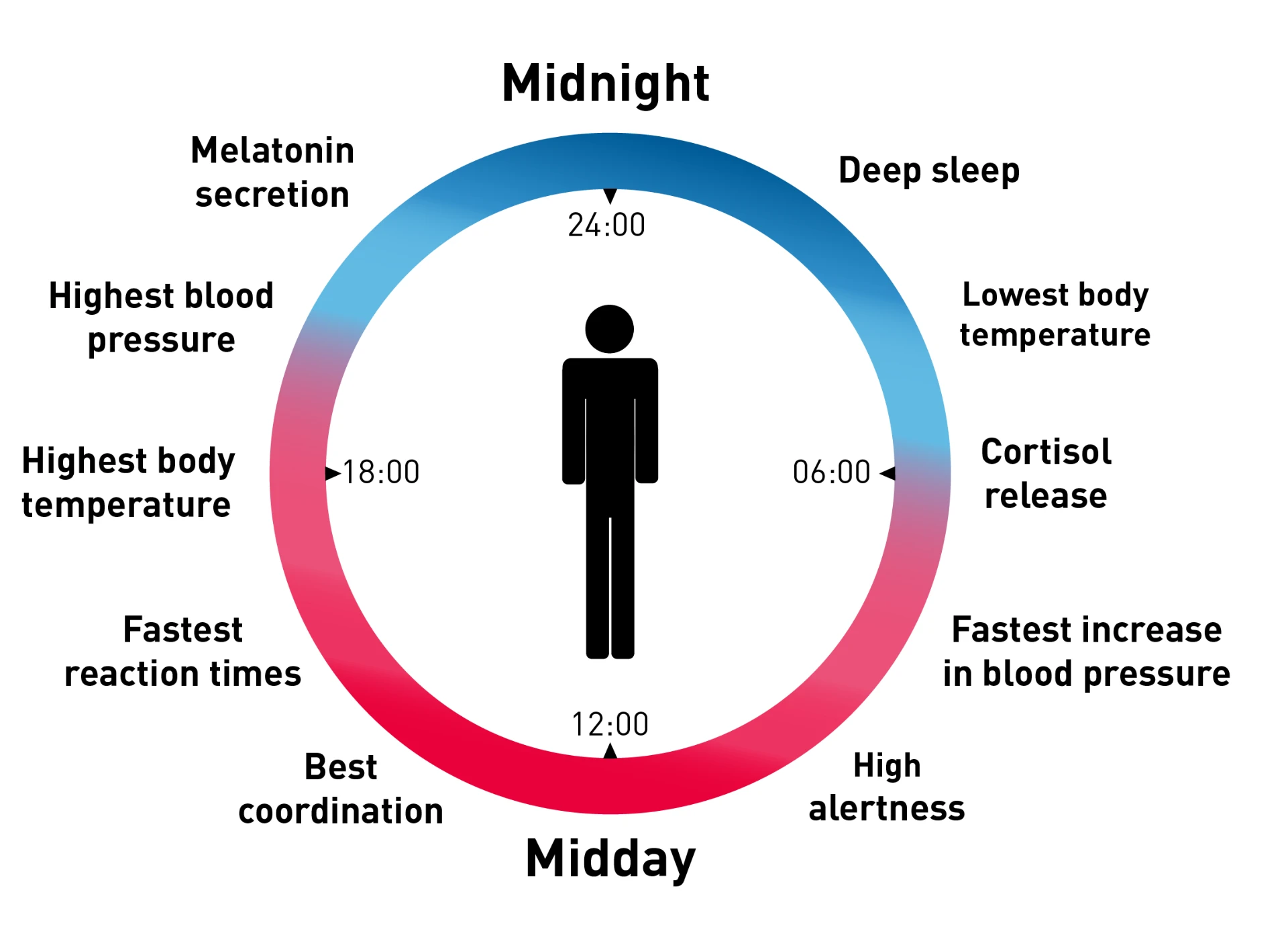 Circadian rhythm diagram showing 24-hour physiological cycle